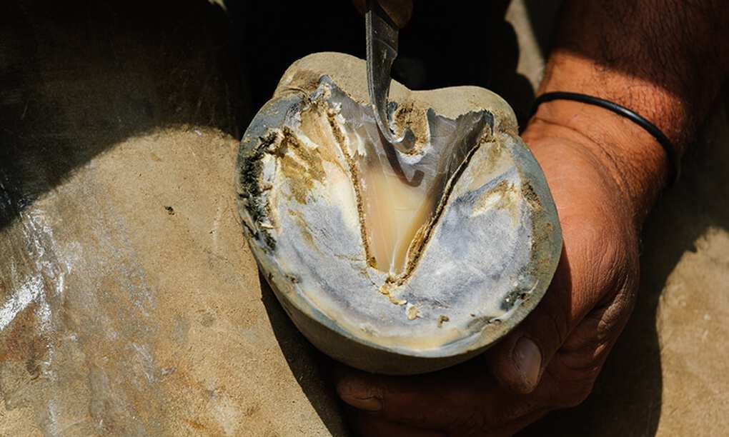 How to treat thrush in horses Horze Magazine