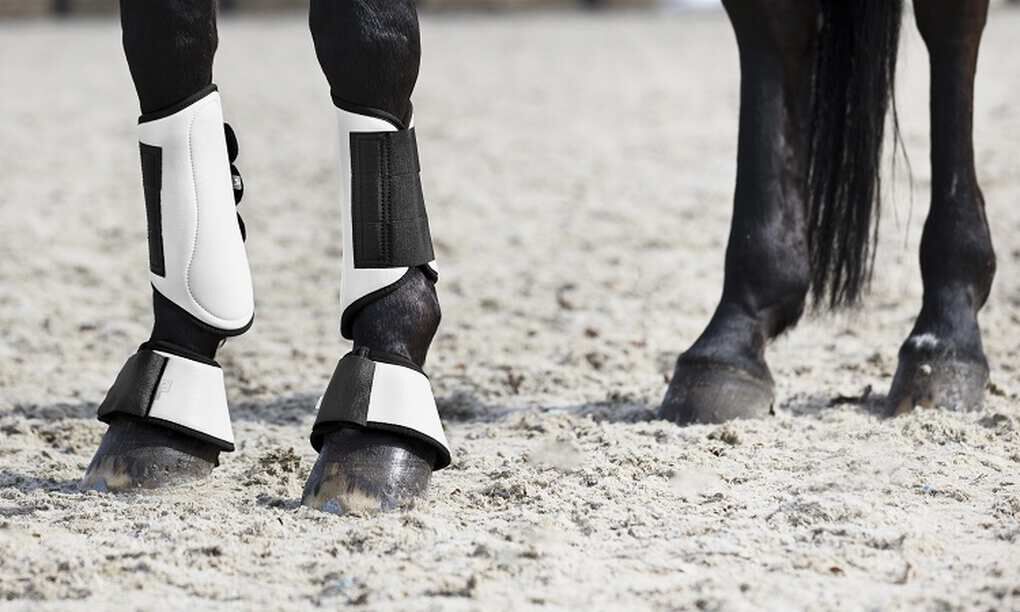 Schooling boots for horses new arrivals