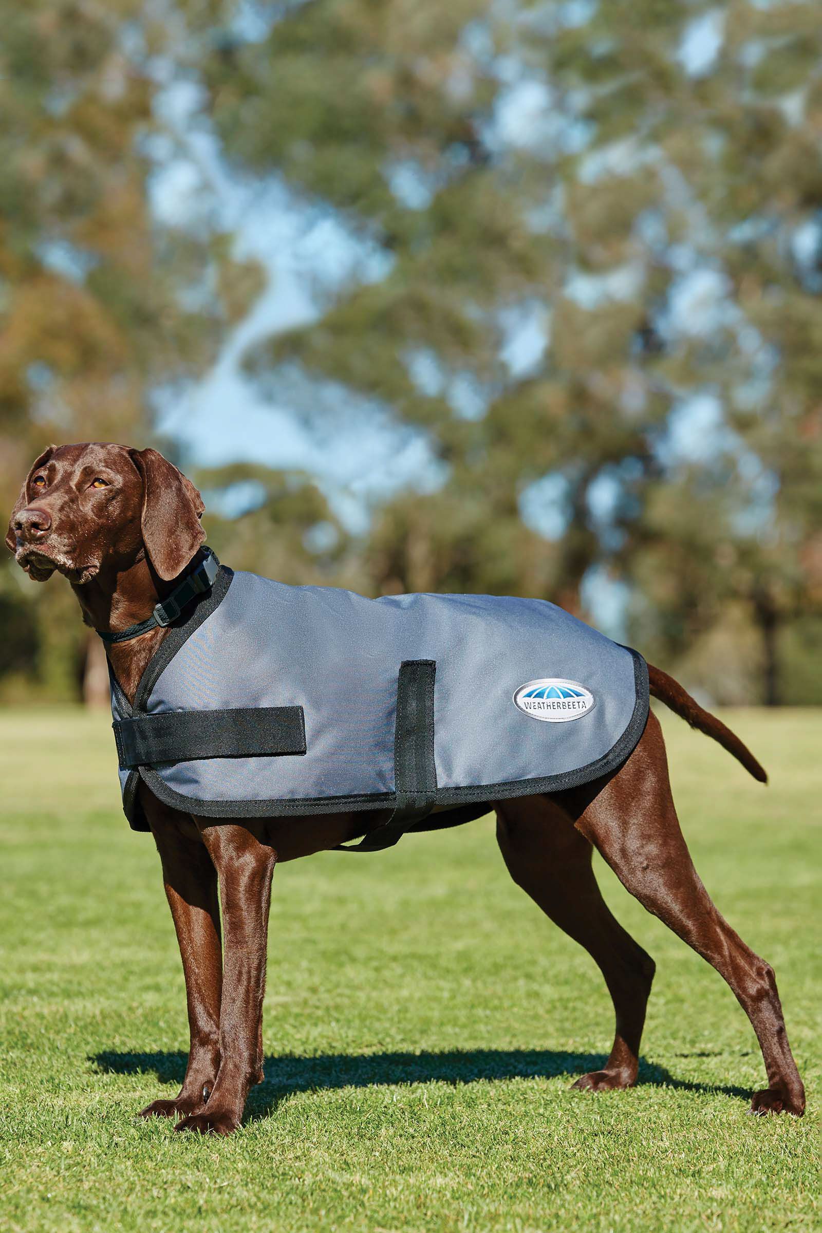 Dog Rugs Coats horze.ie