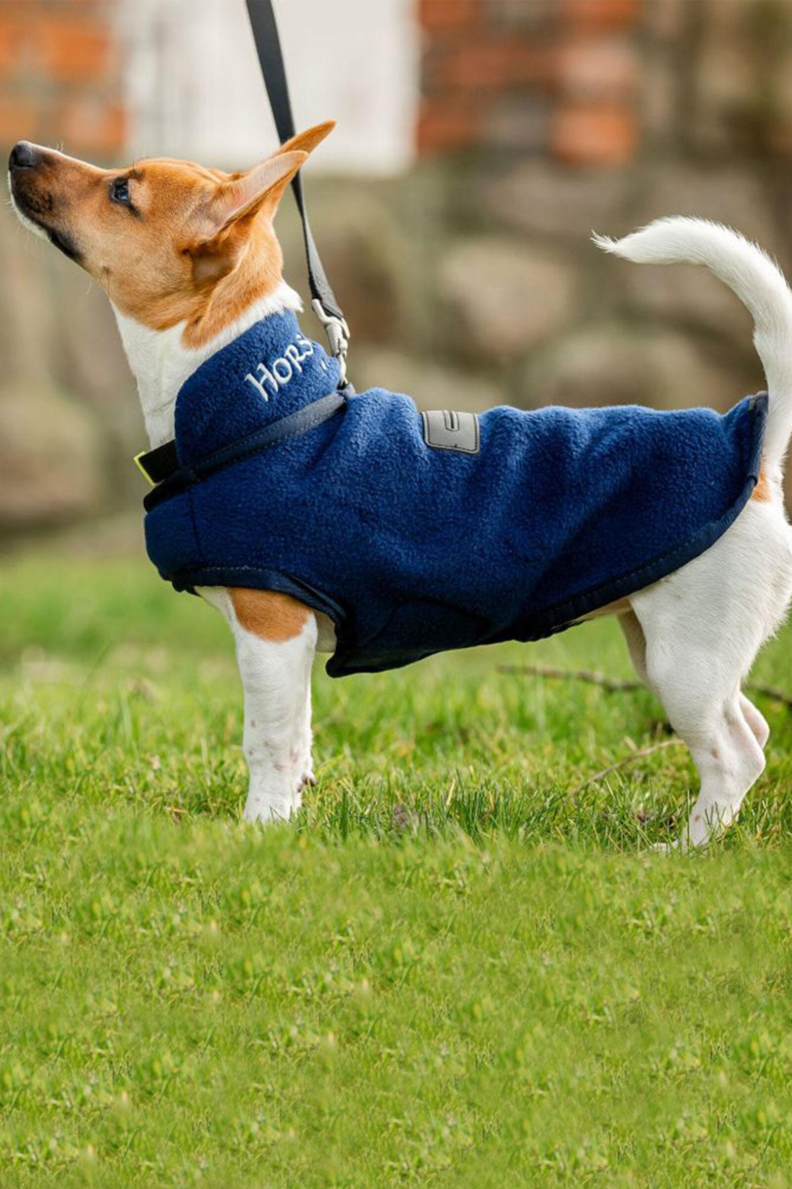 Equine dog fleece clearance
