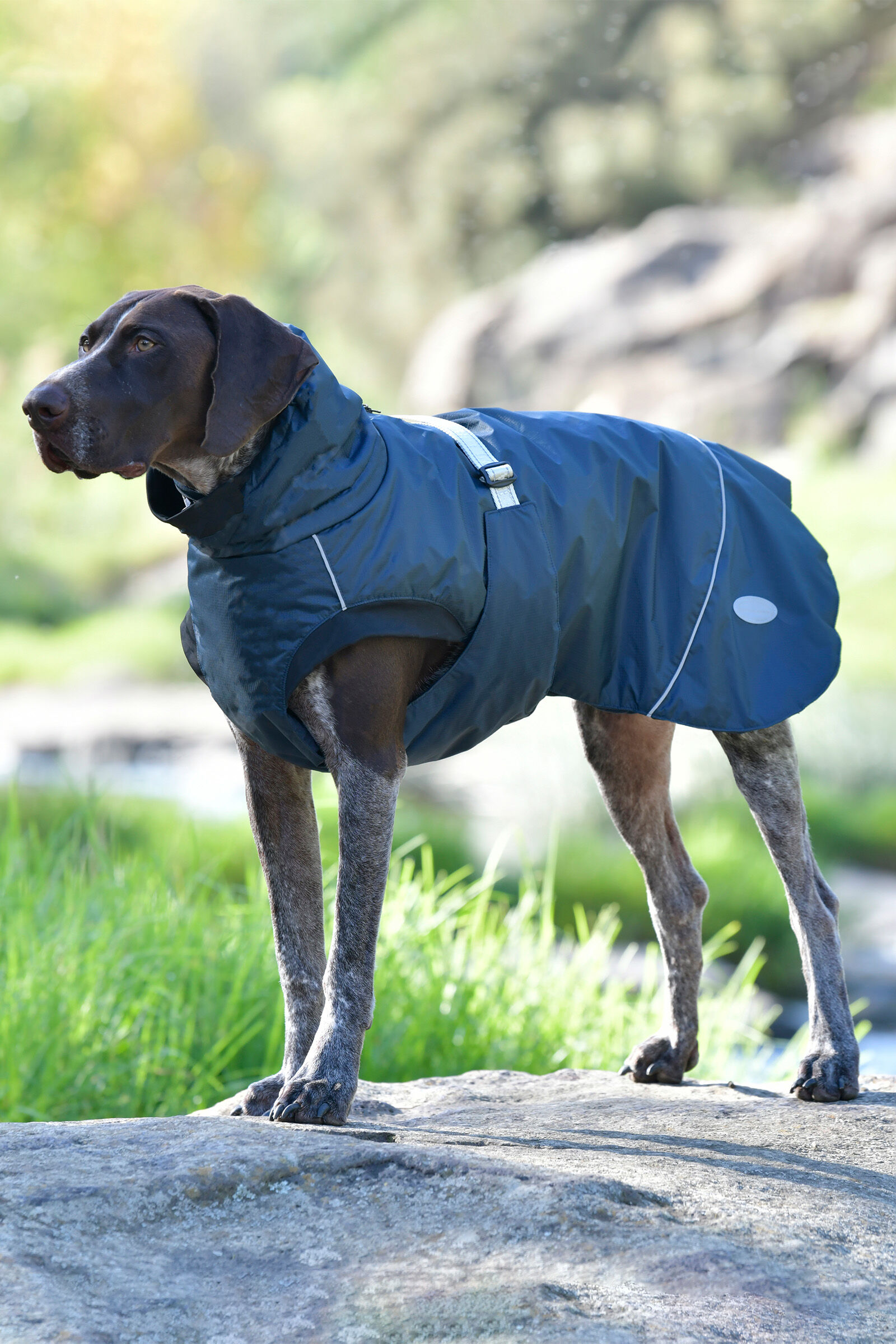 Dog coats ireland shop