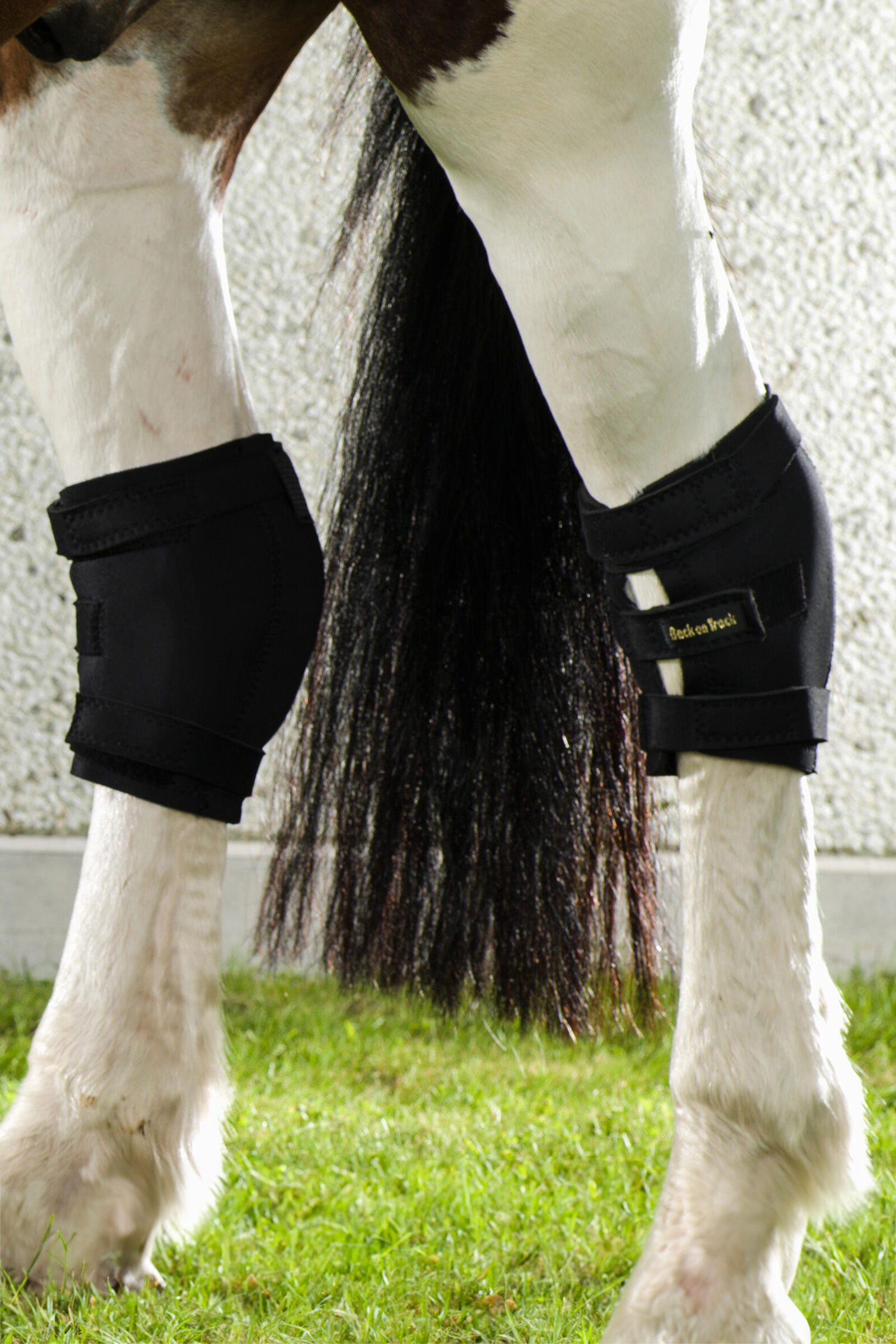 Back on track hock boots cheap