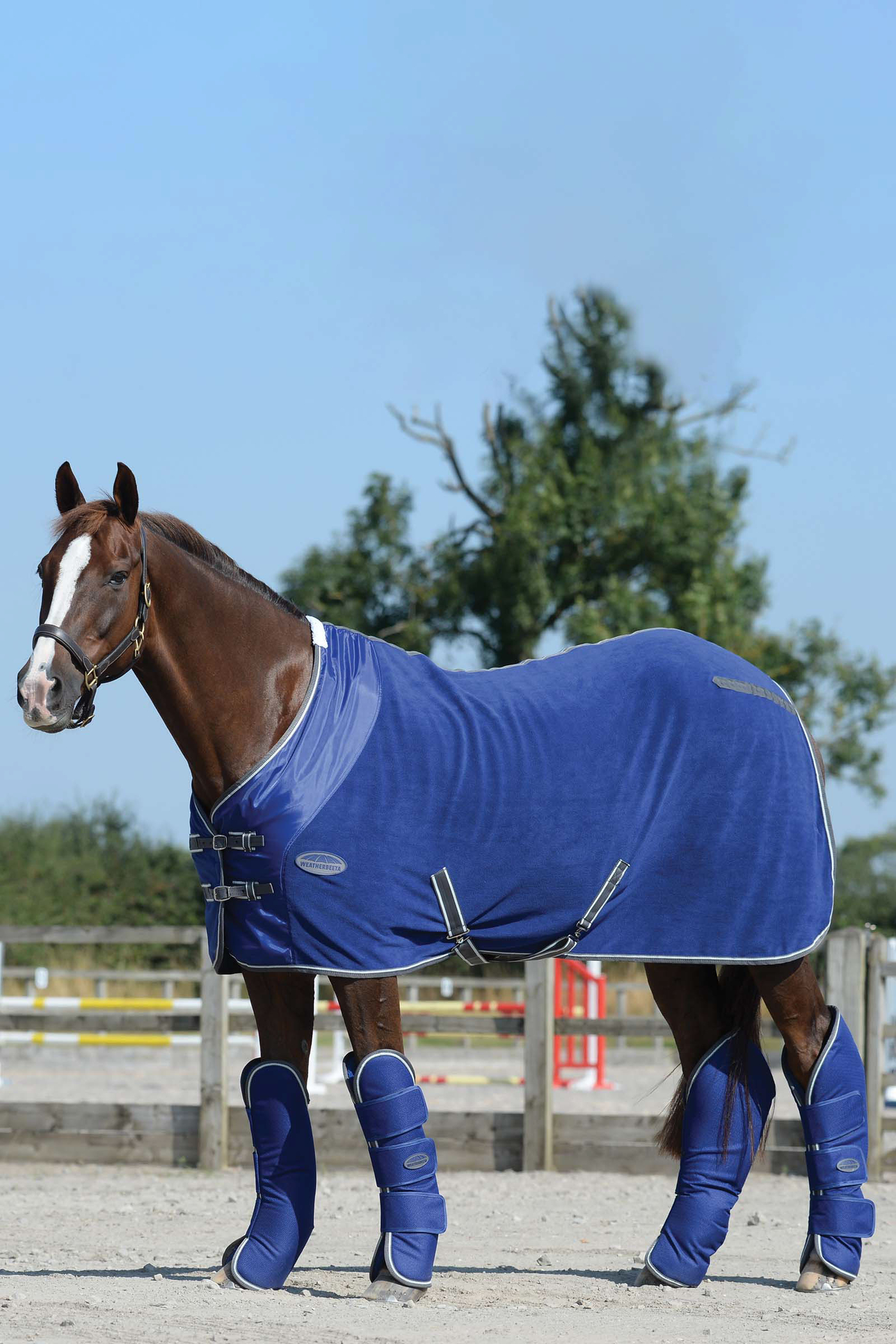 Best horse travel boots shop
