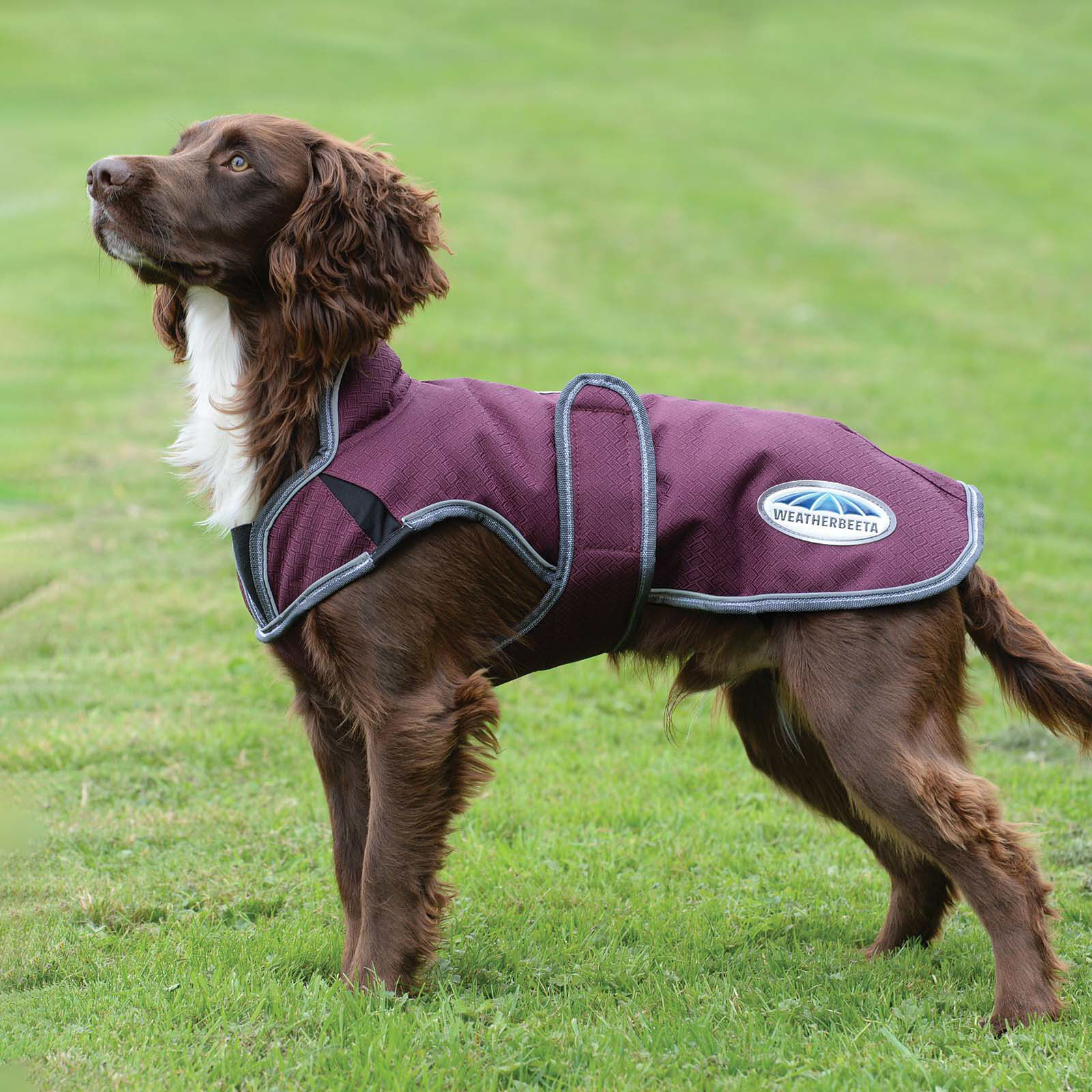 Weatherbeeta hedgehog dog coat deals