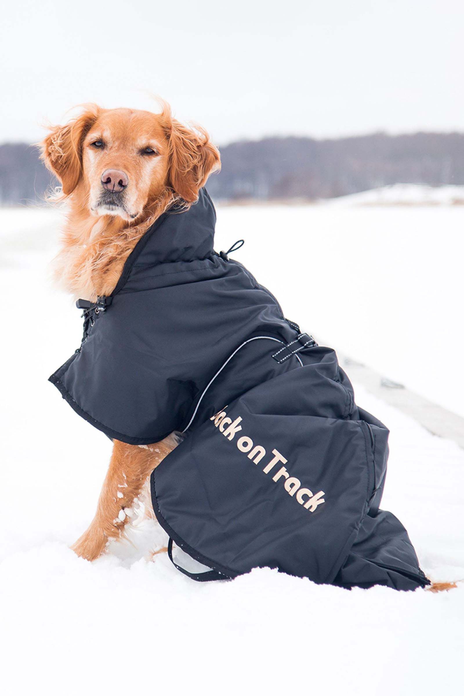 Back on track dog rug sale