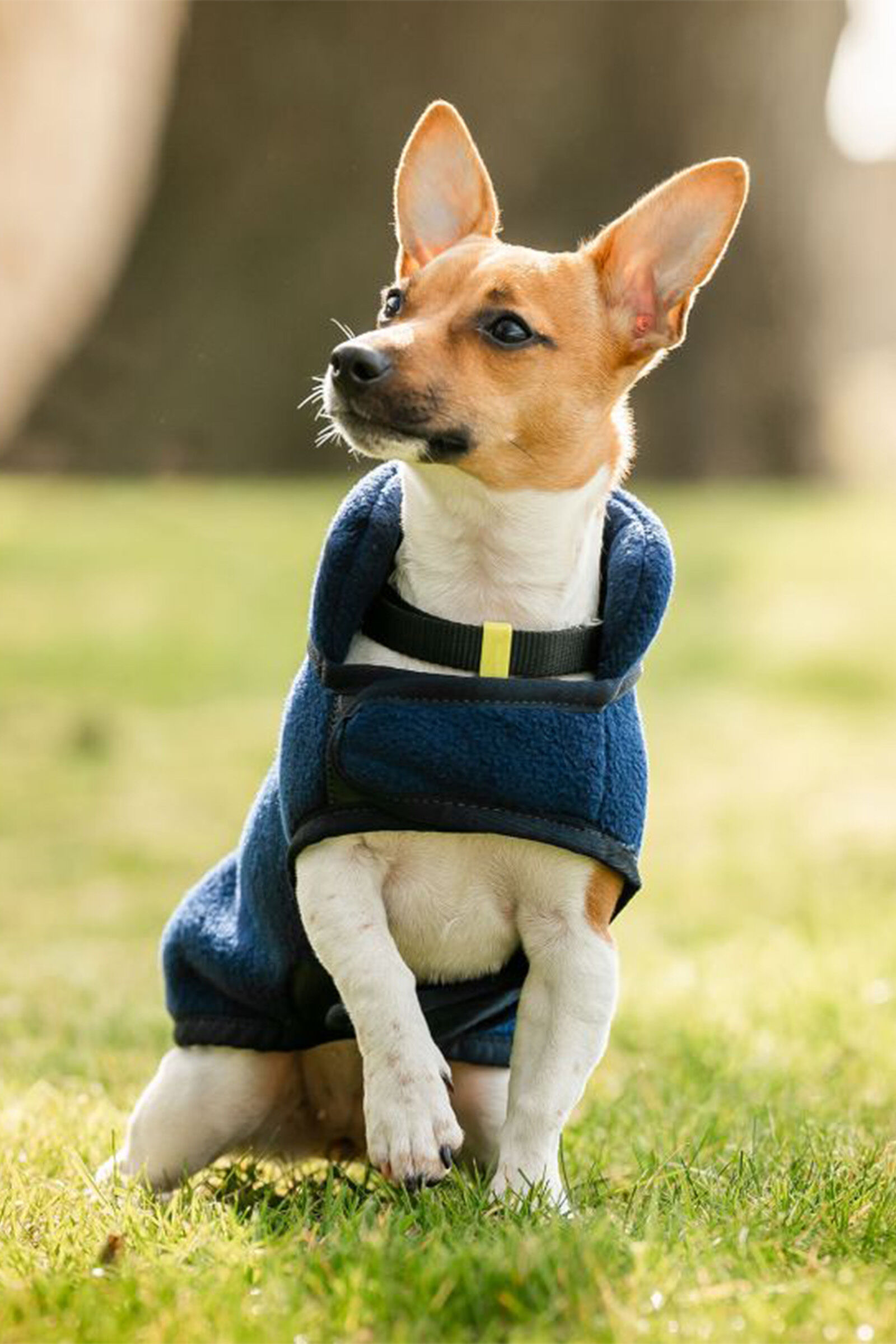 Dog Rugs Coats horze.ie