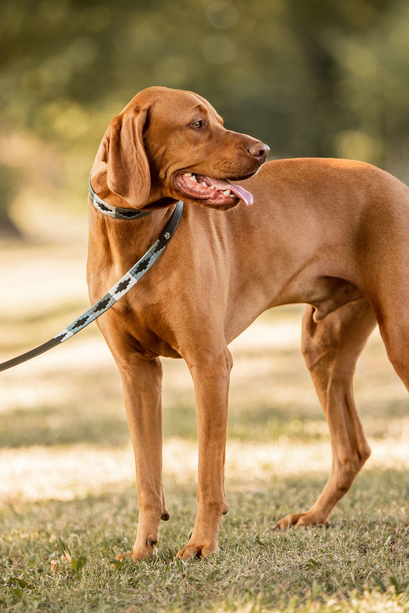 Horze Polo Dog Leash horze.ie