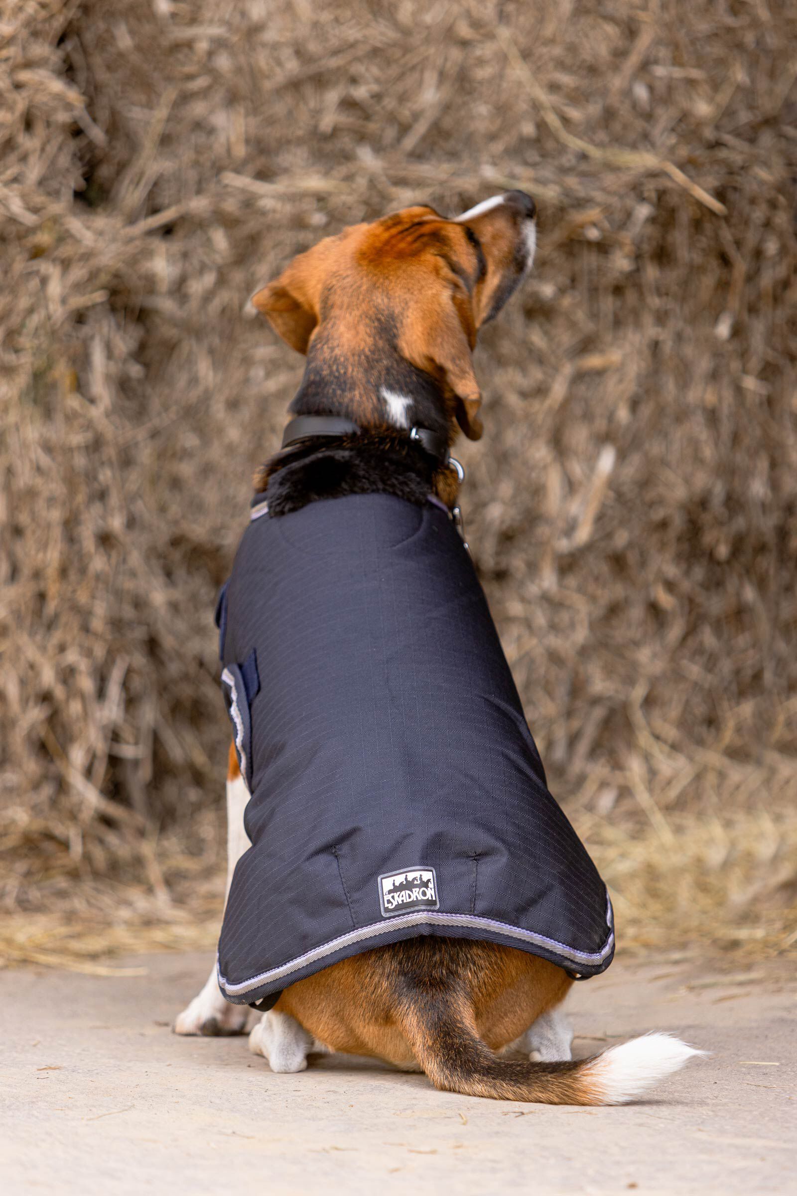 Ripstop dog coat 2025