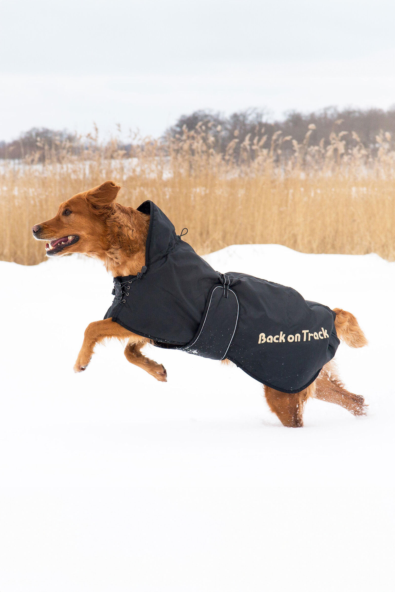 Back on Track Dog Rug 43 59 horze.ie