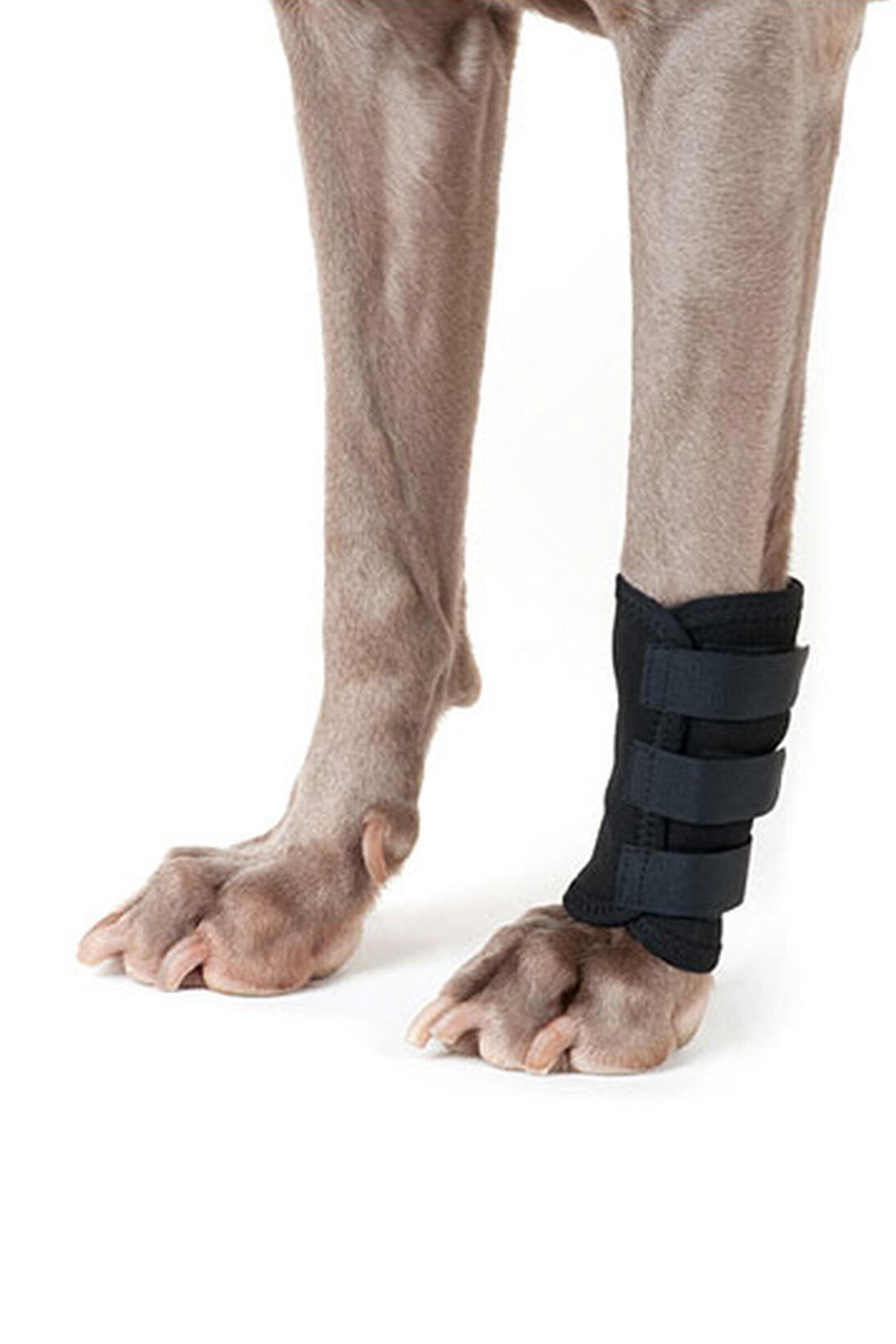 Wrapping a dog's leg hotsell