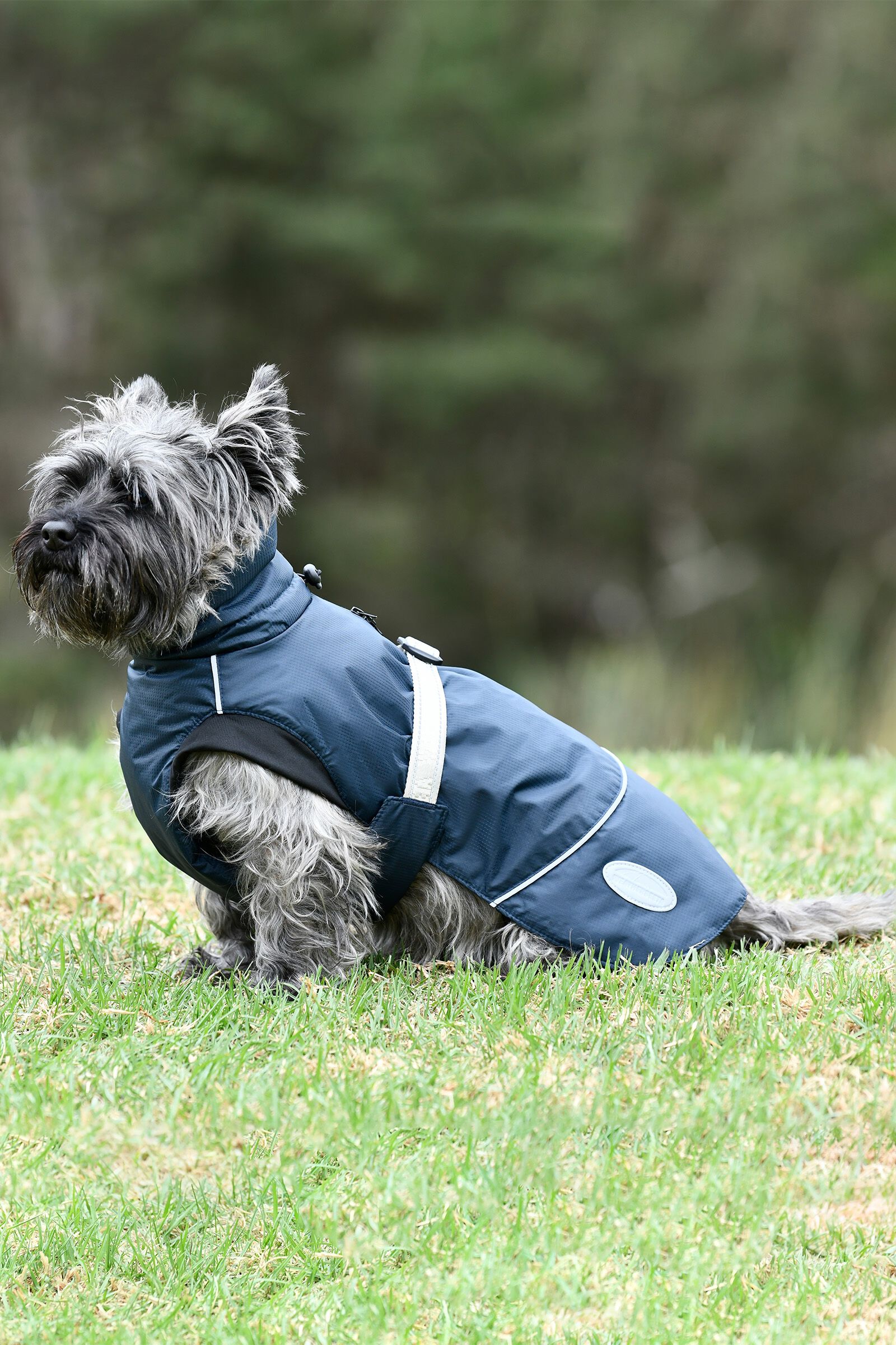 Weatherbeeta Explorer Medium Dog Coat horze.ie