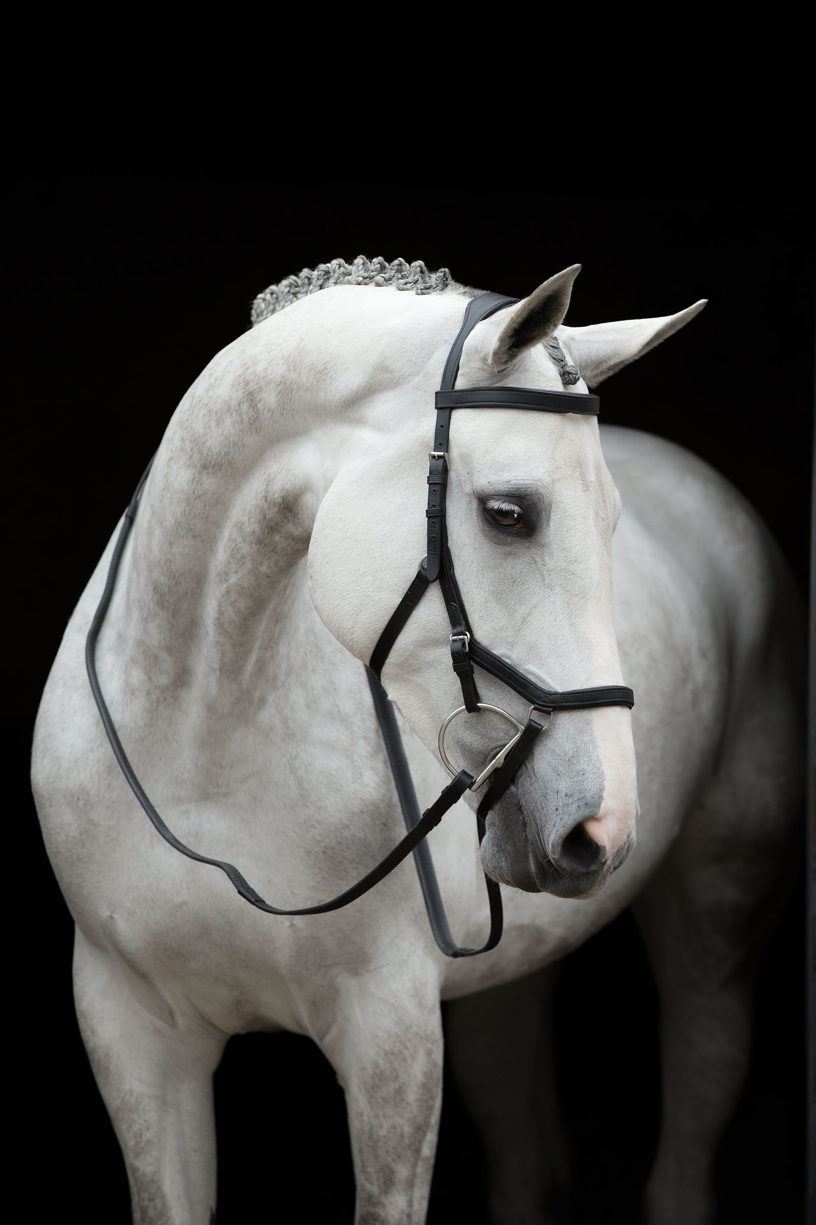 Micklem bridle best sale