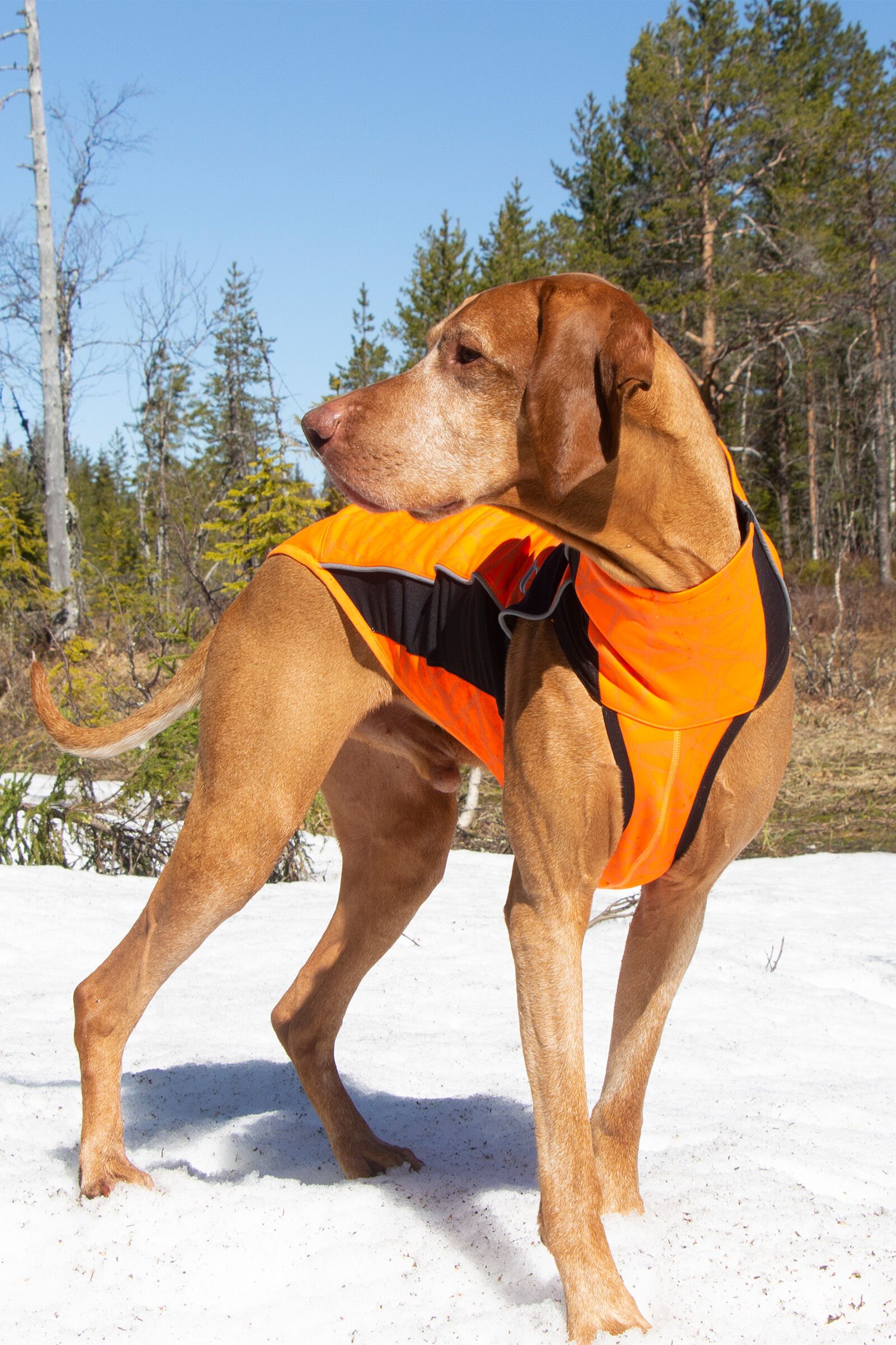 Vizsla jumper outlet