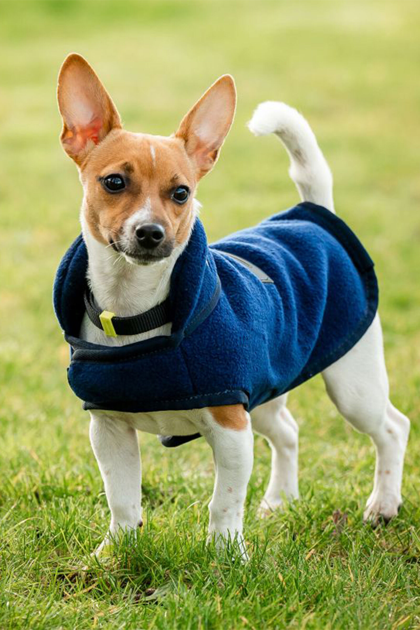 Equine fleece dog hot sale