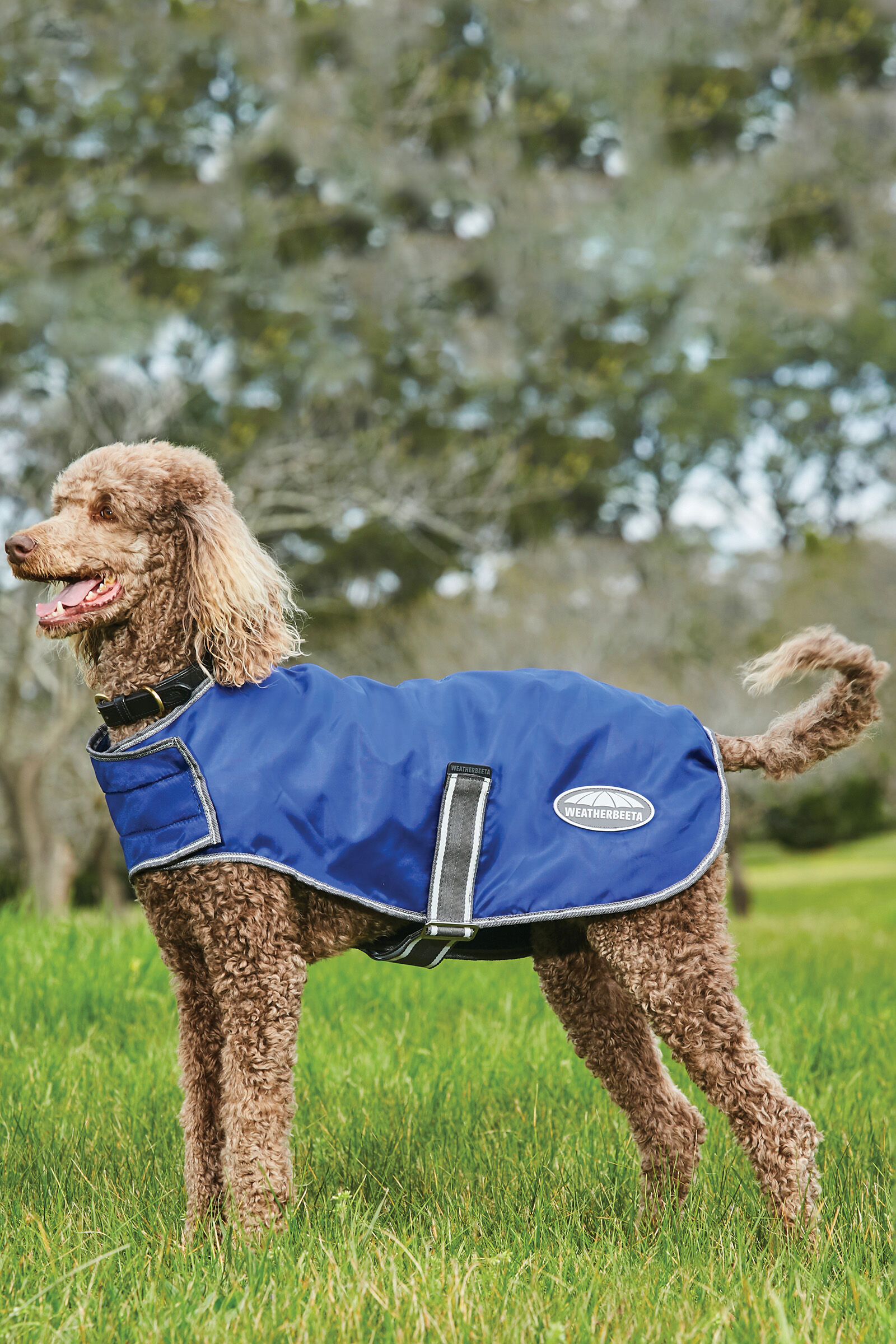 Weatherbeeta windbreaker clearance 420d dog coat