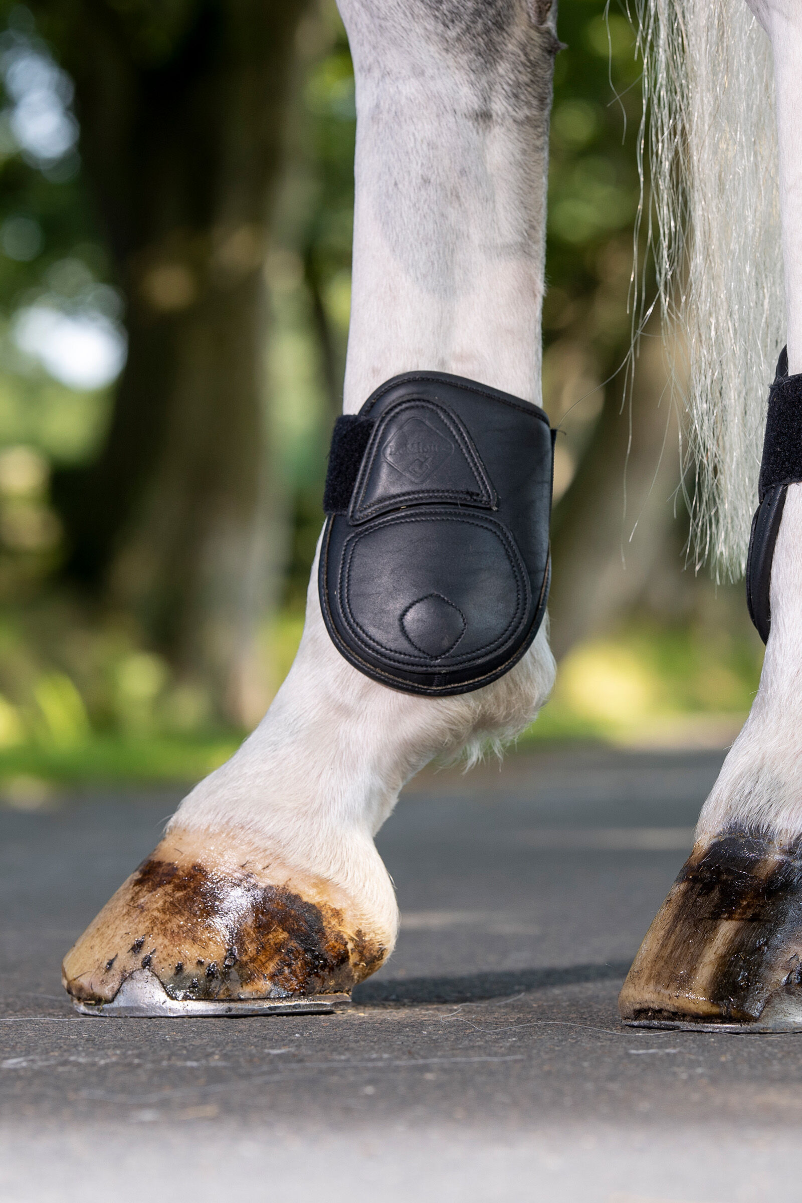 Le mieux fetlock boots shop